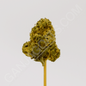 close up photo of a Banana Cream Cake strain cannabis flower