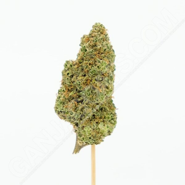 Close up photo of the cannabis strain Zkittles.
