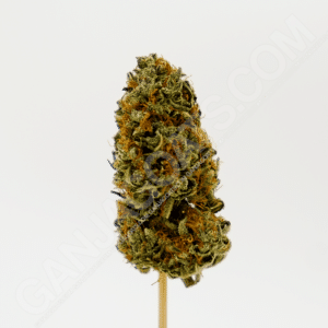 close up photo of a Glueberry strain cannabis flower