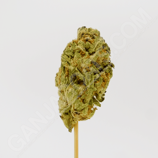 close up photo of a Grape Ape strain cannabis flower
