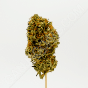 close up photo of a Kerosene Krash strain cannabis flower