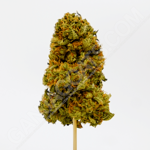 close up photo of a Platinum OG strain cannabis flower