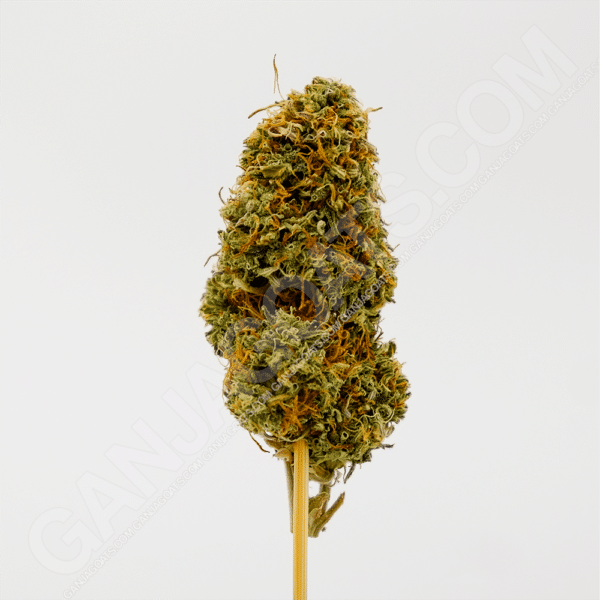 close up photo of a Lemon Sour Diesel strain cannabis flower