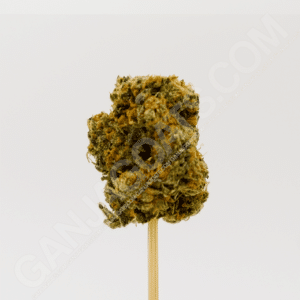 close up photo of a Truffle Budder strain cannabis flower