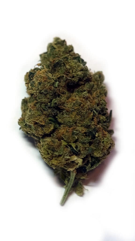 close up photo of a cannabis Indica sativa hyrbrid