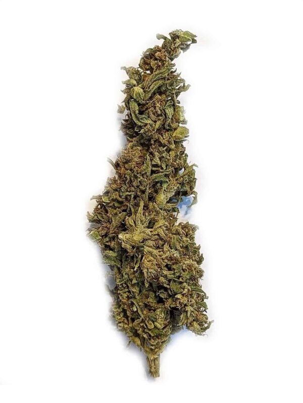 close up photo of a zip strain cannabis flower