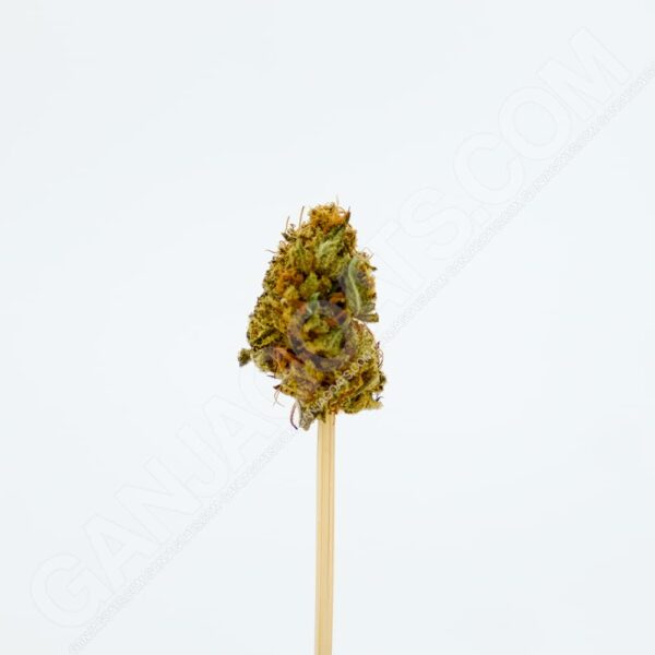 Close up photo of the cannabis strain ACDC.