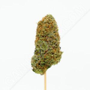 Close up photo of the cannabis strain Fruitcake.