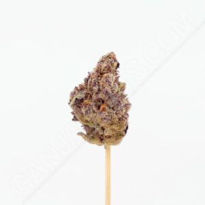 Close up photo of the cannabis strain Mimosa.