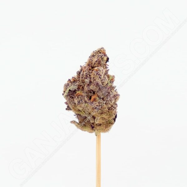 Close up photo of the cannabis strain Mimosa.