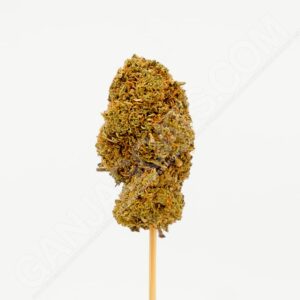 Close up photo of the cannabis strain Orange Sherbert.