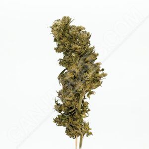 Close up photo of the cannabis strain OG Organic.