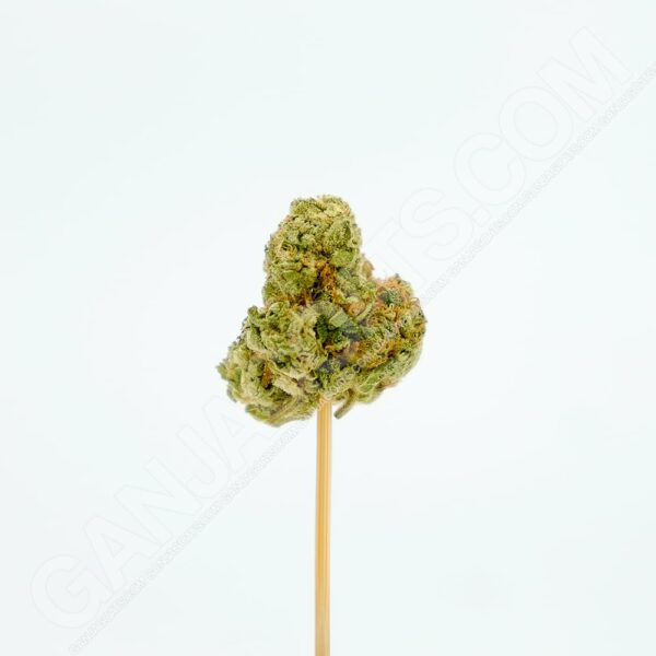 Close up photo of the cannabis strain Papaya OG.