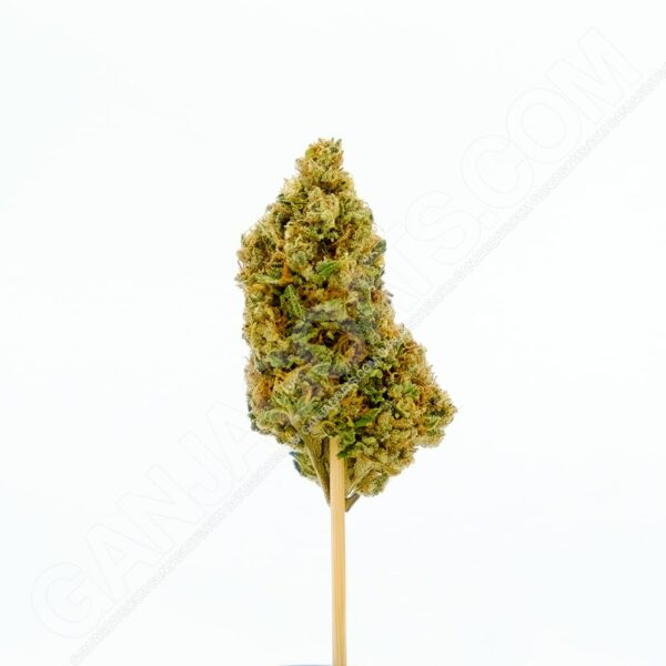Close up photo of the cannabis strain Skywalker.