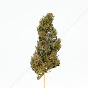 Close up photo of the cannabis strain White Widow.