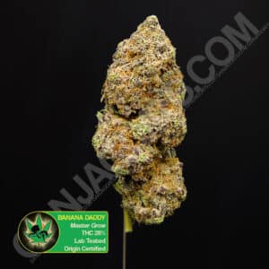 Close up photo of the exotic cannabis strain Banana Daddy. Text next to the flower states the name of the strain, that it is organically grown, and is origin certified.