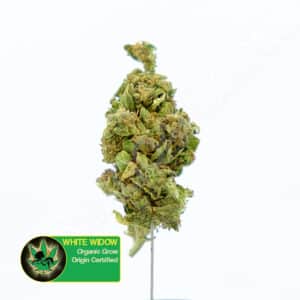 Close up photo of the cannabis strain White Widow. A label within the photo states the name of the strain, that is organic and origin certified.