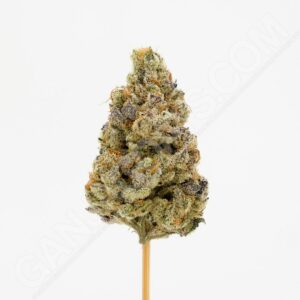 Close up photo of the cannabis strain Blue Java.