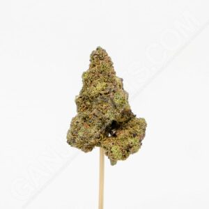Close up photo of the cannabis strain Caribbean Breeze.