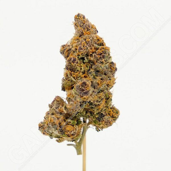 Close up photo of the cannabis strain Frozen Gelato.