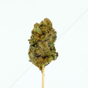 Close up photo of the cannabis strain Jack Herer.