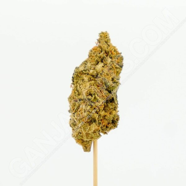 Close up photo of the cannabis strain Big Buddha Cheese.