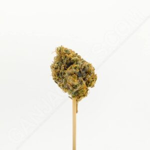 Close up photo of the cannabis strain Chemdog.