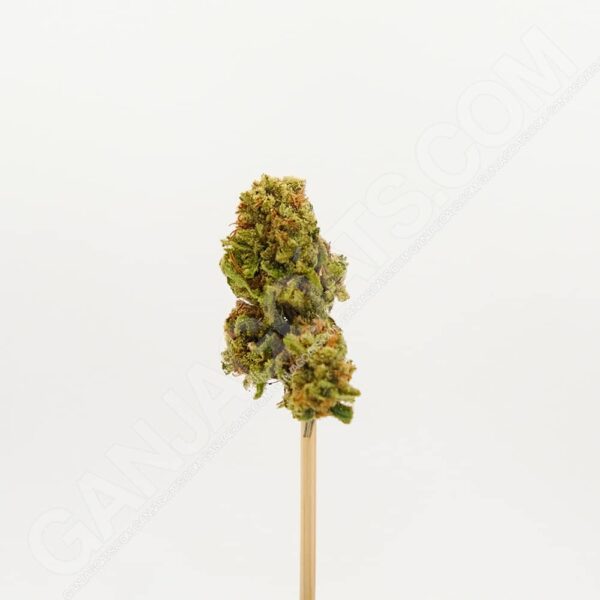 Close up photo of the cannabis strain Future.