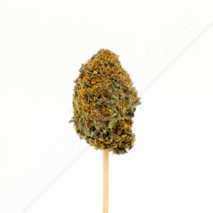 Close up photo of the cannabis strain Gary Payton.