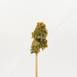 Close up photo of the cannabis strain Mandarin Sunset.