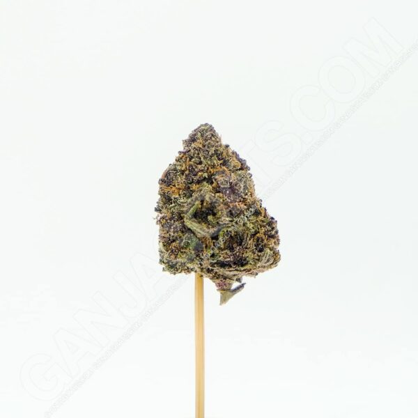 Close up photo of the cannabis strain Dank Berry.