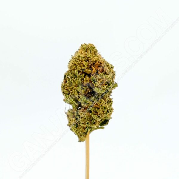 Close up photo of the cannabis strain Pineapple Express.