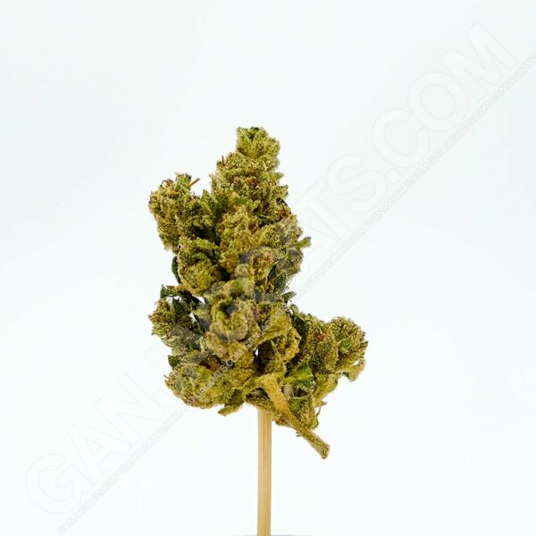 Close up photo of the cannabis strain White Runtz.