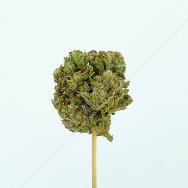 Close up photo of the cannabis strain Candy Cream.