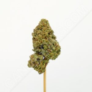 Close up photo of the cannabis strain Candy Store RBX.