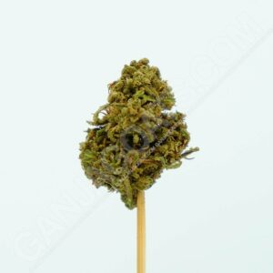 Close up photo of the cannabis strain Cinderella 99.