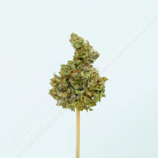 Close up photo of the cannabis strain Critical.
