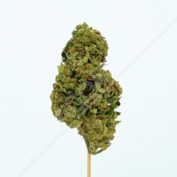 Close up photo of the cannabis strain Honey Cream.