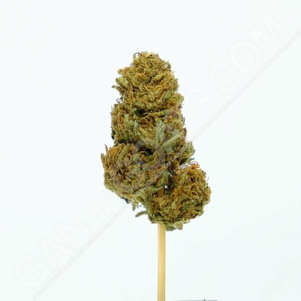 Close up photo of the cannabis strain Jack Herer.