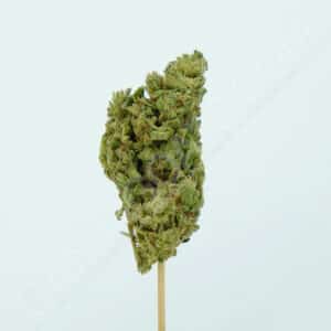 Close up photo of the cannabis strain Royal Runtz.
