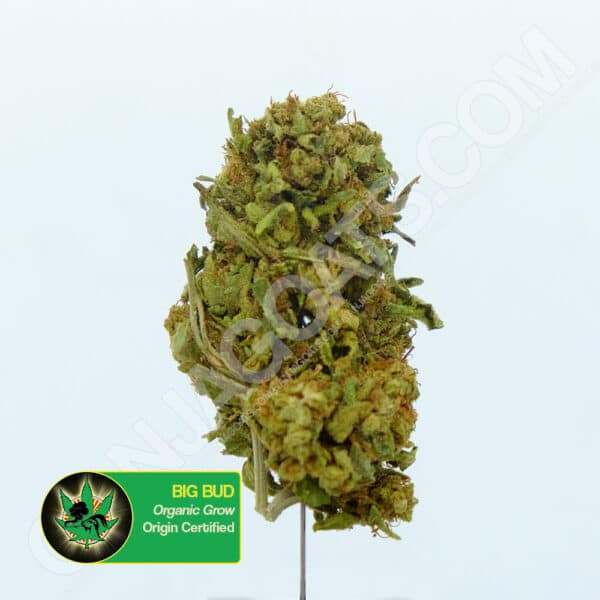 Close up photo of the cannabis strain Big Bud. Text next to the flower states the name of the strain, that it is organically grown, and is origin certified.