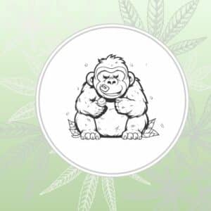 Image depicts a stylized gorilla over a green background with cannabis leaves