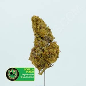 Close up photo of the cannabis strain Gorilla Punch. Text next to the flower states the name of the strain, that it is organically grown, and is origin certified.