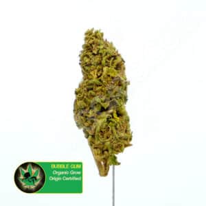 Close up photo of the cannabis strain Bubble Gum. Text next to the flower states the name of the strain, that it is organically grown, and is origin certified.
