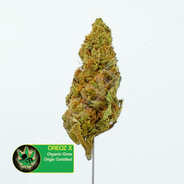 Close up photo of the cannabis strain Oreoz X. Text next to the flower states the name of the strain, that it is organically grown, and is origin certified.