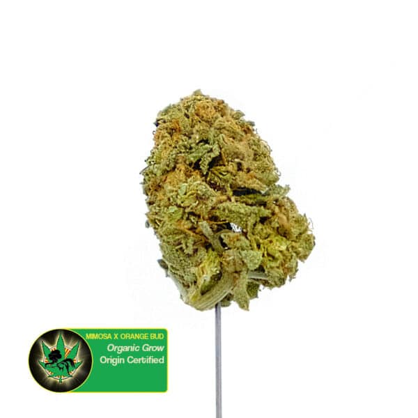 Close up photo of the cannabis strain Mimosa x Orange Bud. Text next to the flower states the name of the strain, that it is organically grown, and is origin certified.