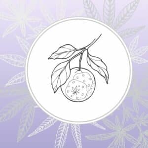 Image depicts stylized mandarin with two cookies over a blue gradient background with cannabis leaves