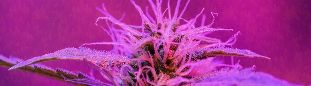 what-exactly-are-terpenes-and-what-role-do-they-play-in-cannabis-flower